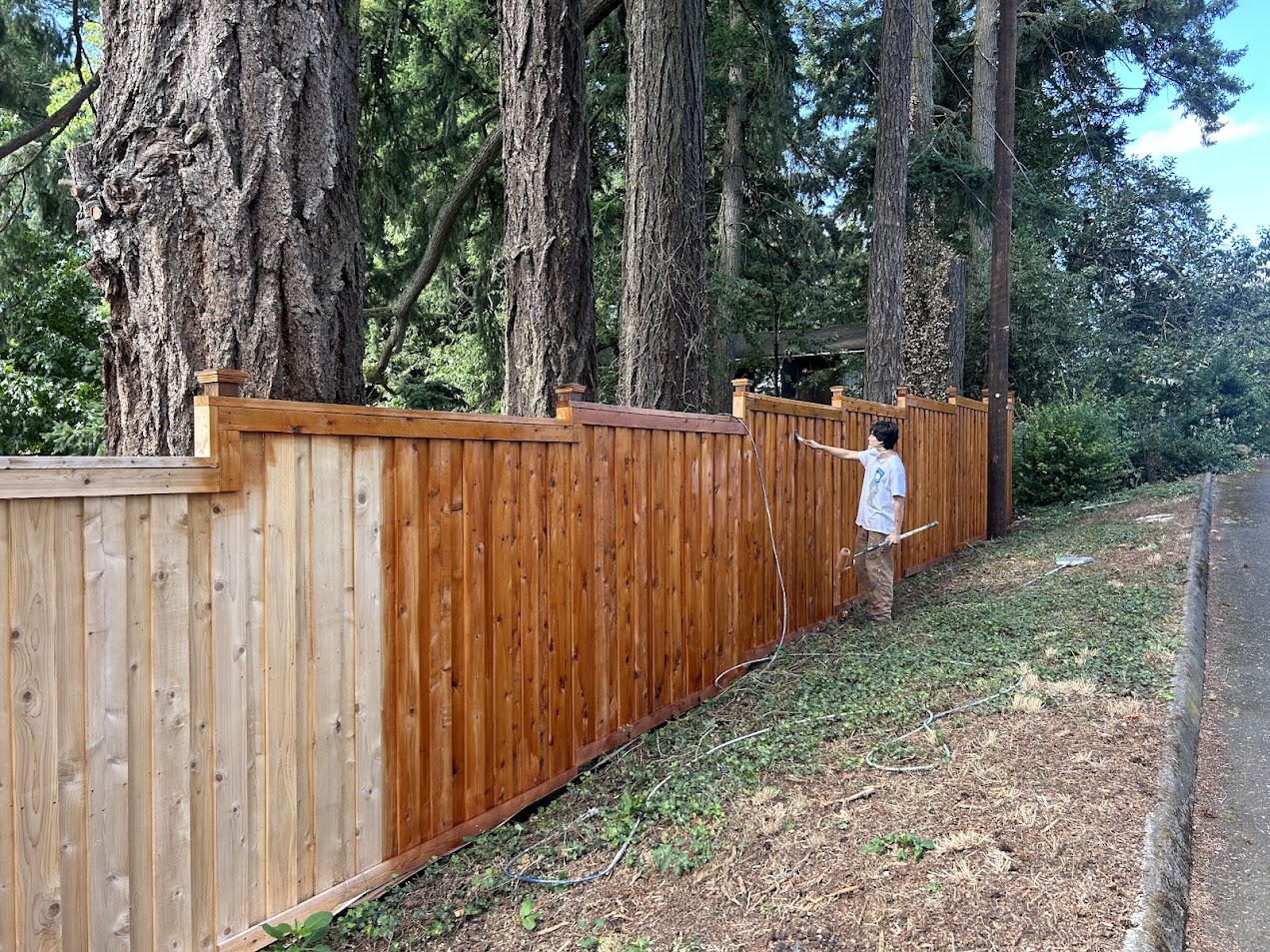 In August 2025, a painter stains part of a wooden fence brown next to tall trees; some areas remain untreated. Pearl Painters, Portland.