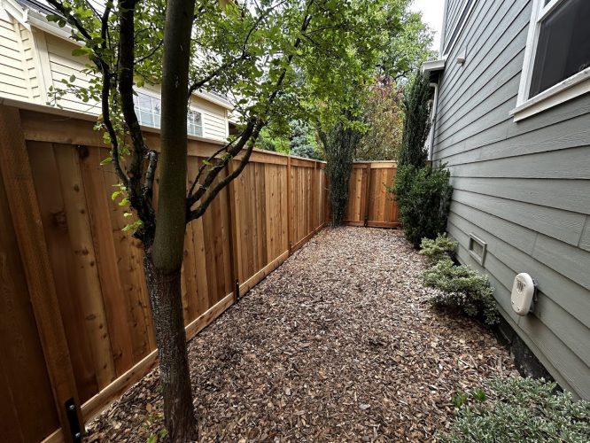 Chadderton side yard with wood chips, shrubs, trees, and a freshly painted fence by painters; not in Portland.