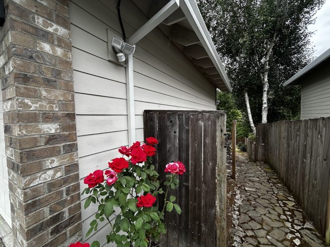 Red and pink roses by a wooden fence next to a beige and brick house in Featherstone; painting project by Pearl Painters.