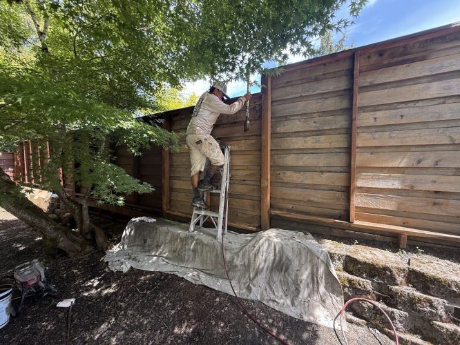 In July 2025, a painter on a ladder paints a wood fence with Harvey supplies; drop cloth on ground. Pearl Painters, Portland.