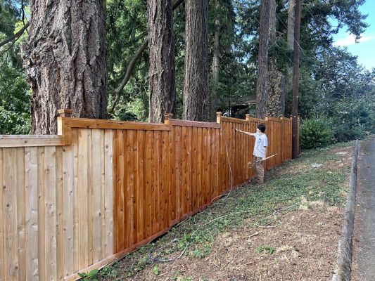 In August 2025, a painter stains part of a wooden fence brown next to tall trees; some areas remain untreated. Pearl Painters, Portland.