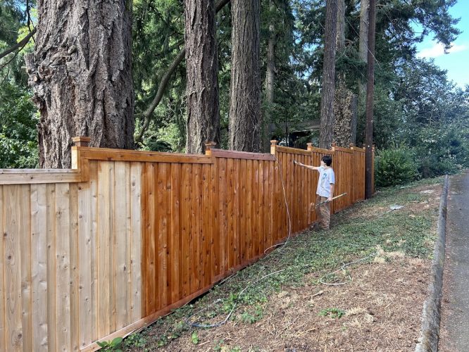 In August 2025, a painter stains part of a wooden fence brown next to tall trees; some areas remain untreated. Pearl Painters, Portland.