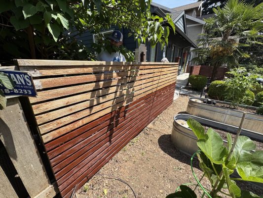A painter with Pearl Painters is painting a wooden fence in a yard in Portland; the bottom half is stained, the top half is not. Raised garden beds and plants are nearby.