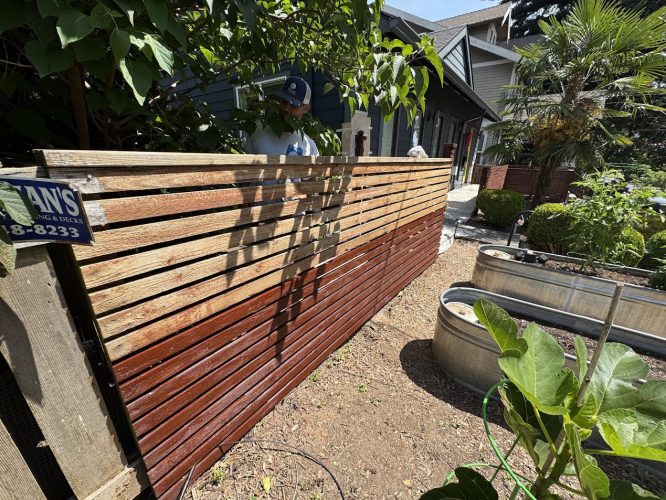 A painter with Pearl Painters is painting a wooden fence in a yard in Portland; the bottom half is stained, the top half is not. Raised garden beds and plants are nearby.