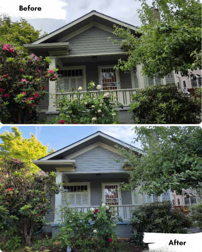 Before and after photos of a house in Portland show bushes trimmed back to reveal more of the building, painted by Pearl Painters.